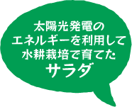 太陽光発電のエネルギーを利用して水耕栽培で育てた野菜を使ったサラダ